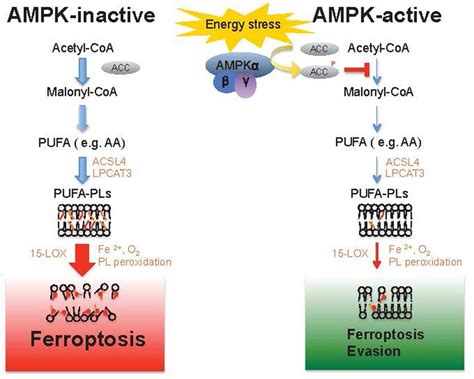 A Schematic Model Describing The Roles Of AMPK Mediated Energy Stress