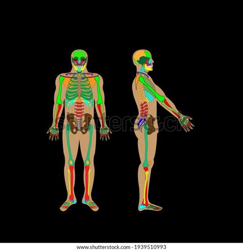 X Ray Human Body Front Profile Stock Vector Royalty Free 1939510993 Shutterstock