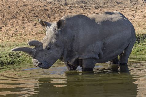 Only 5 Northern White Rhinos Are Left Artificial Insemination