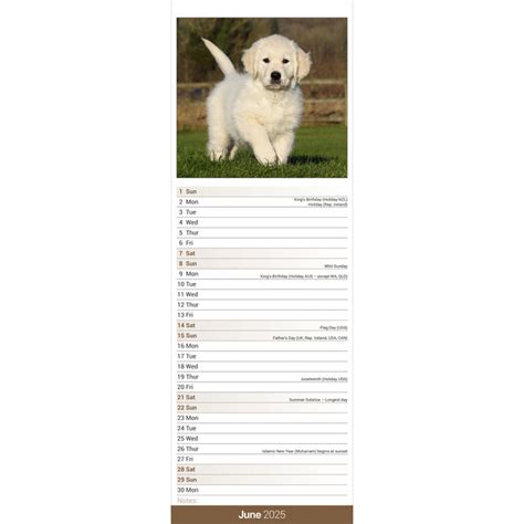 Golden Retriever Kalender 2025 Slimline Kopen Bestel Eenvoudig