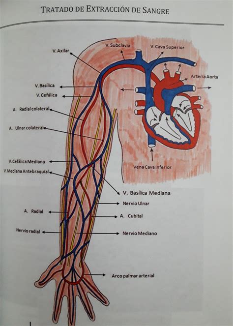 Arteria subclavia – Artofit