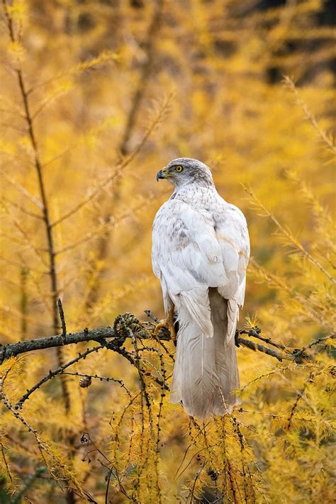 The Northern Goshawk Accipiter Gentilis Buteoides By Petr Simon