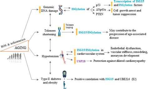 Frontiers Emerging Roles Of Interferon Stimulated Gene 15 In Age