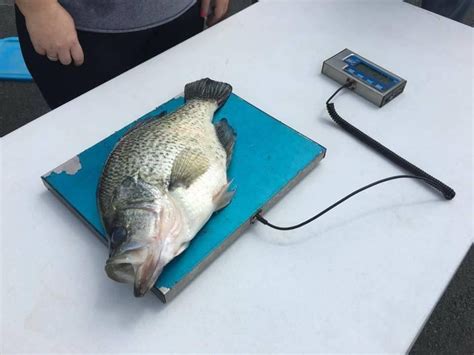 Tenn State Record Is World Record Black Crappie Wired2fish