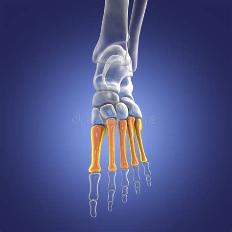 Cuneiform Bones Of The Foot 3d Illustration Stock Illustration