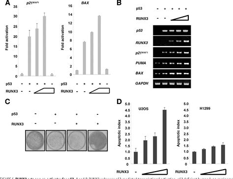 Figure 5 From RUNX3 Modulates DNA Damage Mediated Phosphorylation Of