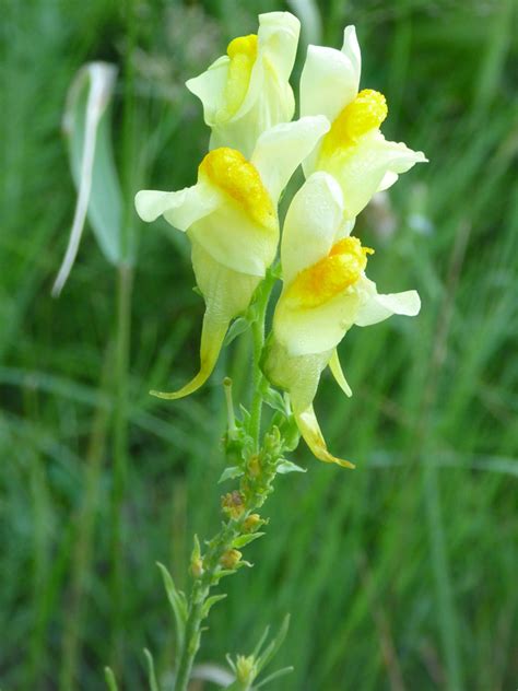 Small cluster - photos of Linaria Vulgaris, Plantaginaceae