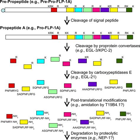 Proprotein Convertase 1 Pc1 Prohormone Convertase