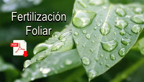 Manual De Fertilizaci N Foliar Libro En Pdf Infoagronomo Cultivo