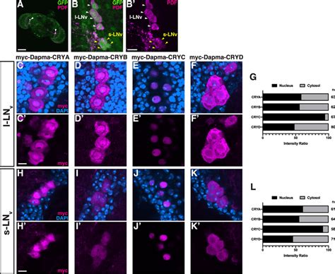 The Subcellular Localisation Pattern Of D Magna CRYs In L LNv And