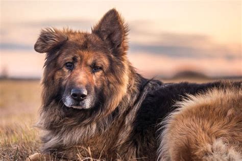 When Do German Shepherd Puppy Ears Stand Up? + Stop Flop!