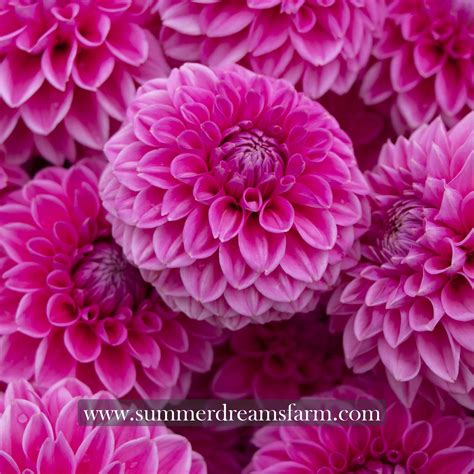 Dahlia Pink Sylvia — Dahlia Summerdreamsfarm