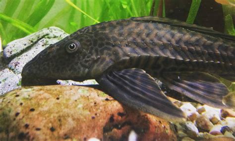 Common Pleco Size in the Aquarium & Wild (Ideal Common Pleco Tank Size)