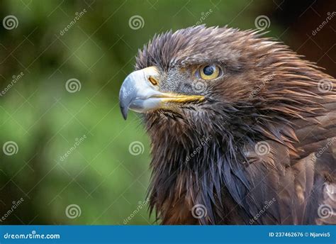 Close Up of Golden Eagle Head Stock Photo - Image of prey, british ...