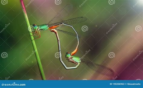 Odonata Royalty Free Stock Photography 162367163