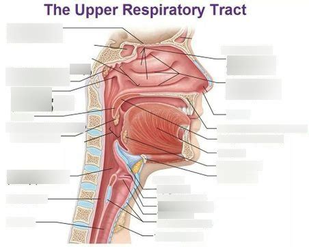 Upper Respiratory Tract Diagram Quizlet