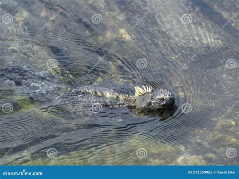 Iguana Marina Amblyrhynchus Cristatus Nado Punta Espinosa Isla