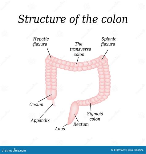 Colon Structure Anatomy