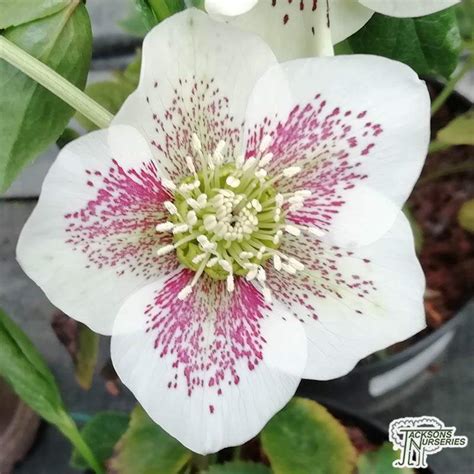 Buy Helleborus Pretty Ellen White Lenten Rose In The Uk