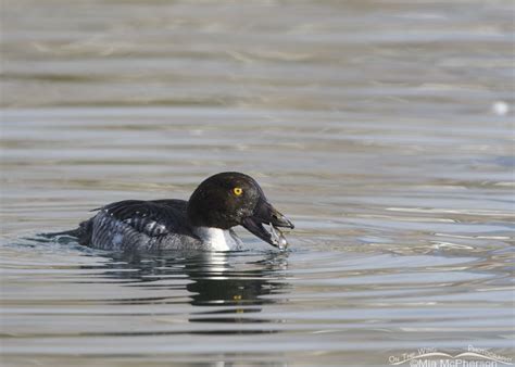 Immature Male Common Goldeneye And Catfish Mia Mcphersons On The