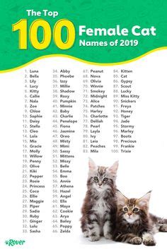 The 100 Most Popular Cat Names of All Time | Rover.com | Cat names ...