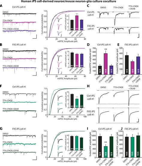 Impaired homeostatic synaptic plasticity induced by synaptic silencing ... 