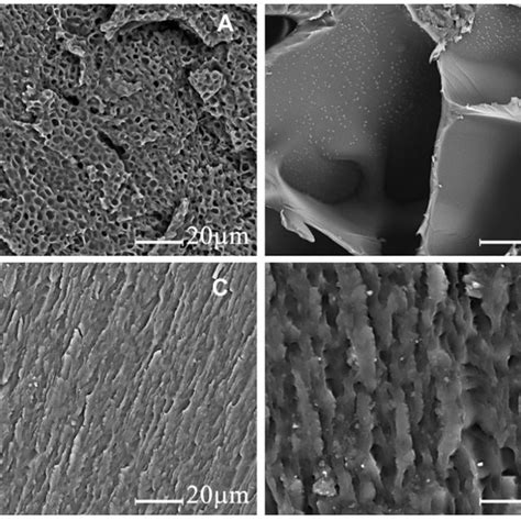 SEM Micrographs Of Polymers A PHEMA B PNIPAM C PHN At A