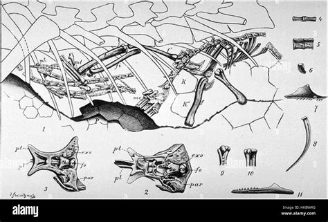 Compsognathus Dibujo Fotografías E Imágenes De Alta Resolución Alamy