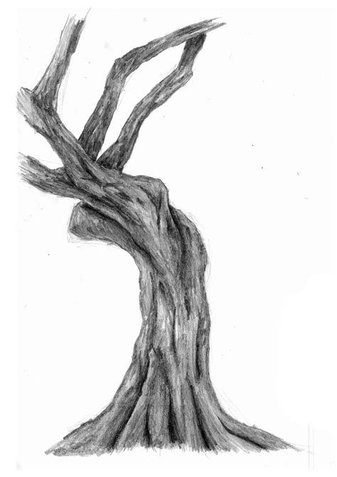 Old Oak Tree Drawing Free Download On Clipartmag