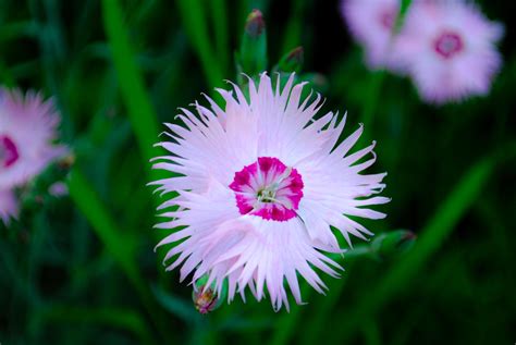 Some Wonderful Field Flowers , Ukraine : r/BotanicalPorn