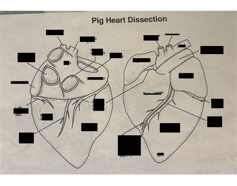 Pig Heart Dissection Quiz