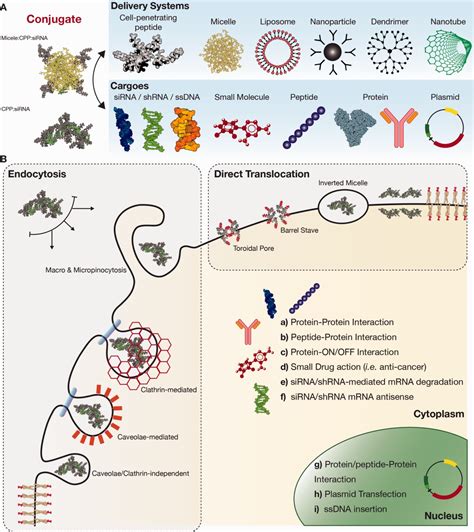 Cellpenetrating Peptides A Tool For Effective Delivery In Gene