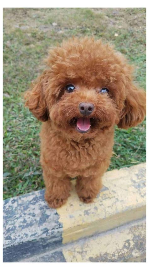 red toy poodle size - Cray Cray Online Diary Photo Galery