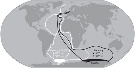 Arctic Tern Migration