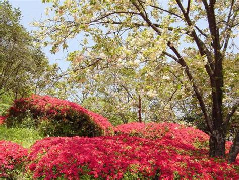 萩ノ茶屋 八重桜とツツジ