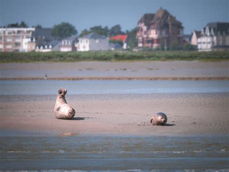 Circuits en vélo dans la baie de Somme et sur la véloroute guide