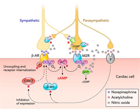 Cardiac Vagus And Exercise Physiology