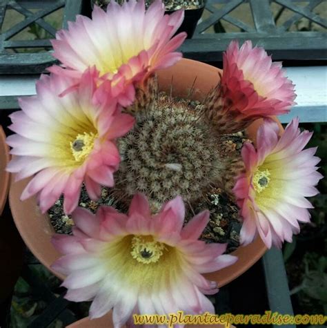 Notocactus rutilans - India's #1 Online Garden Store | Buy Cactus ...