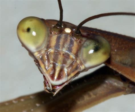 Chinese Mantid Tenodera Sinensis Bugguide Net