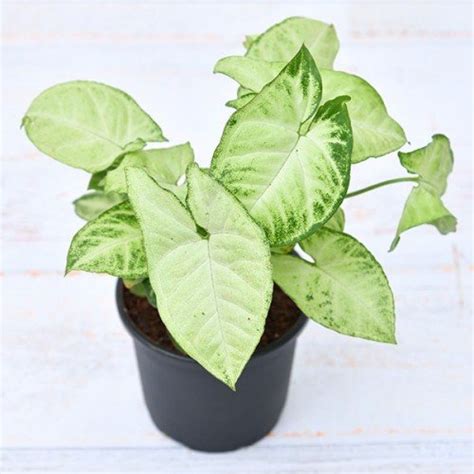 Syngonium Variegated Plant Shrigramorganics