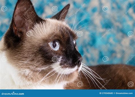 siamese cat  blue eyes closeup portrait stock photo image  posh