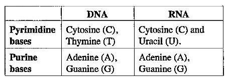 Name the purine bases and pyrimidine bases present in RNA and DNA.