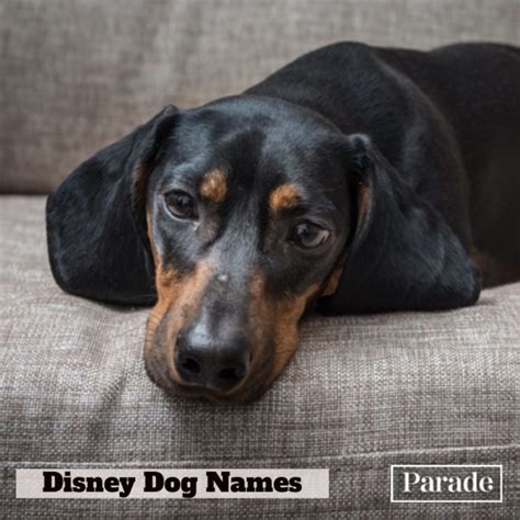 300 Disney Dog Names for Male, Female Pets - Parade Pets