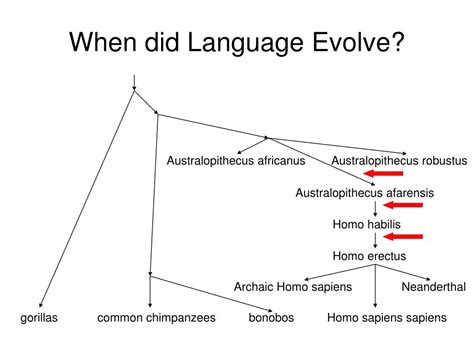 PPT - Evolution of Language PowerPoint Presentation, free download - ID ...