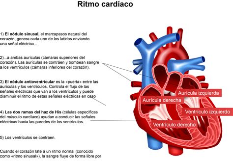 Ritmo Cardíaco Normal Y Anatomía My Rhythm Device