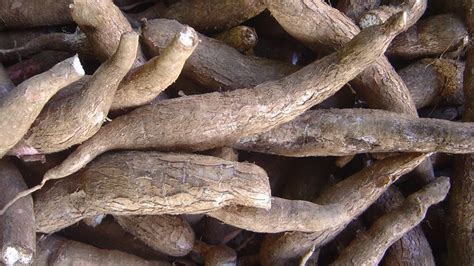 Cassava Description Origin Poison Taste Benefits And Facts Britannica