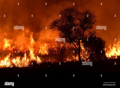 A bush on fire Stock Photo - Alamy