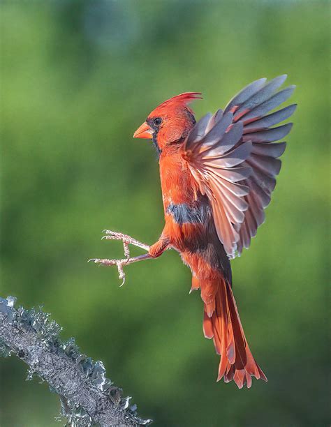 Cardinal in flight - Jim Zuckerman photography & photo tours