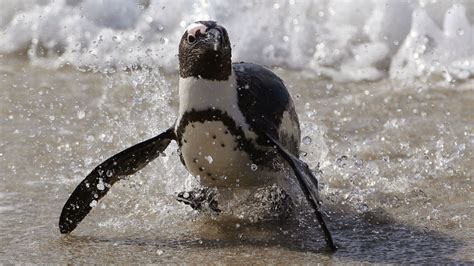 Descubren un fósil de un pingüino de 61 millones de años