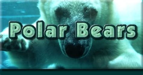 polar_bears